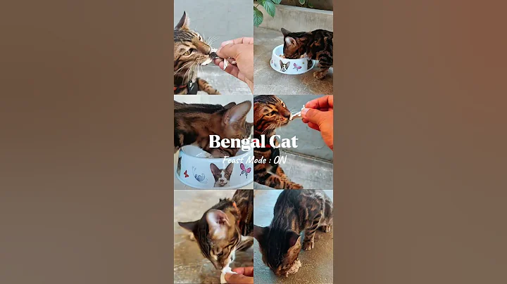 Video 10927701: bengalcat cat kitten, bengal cat, bengalcat usa
