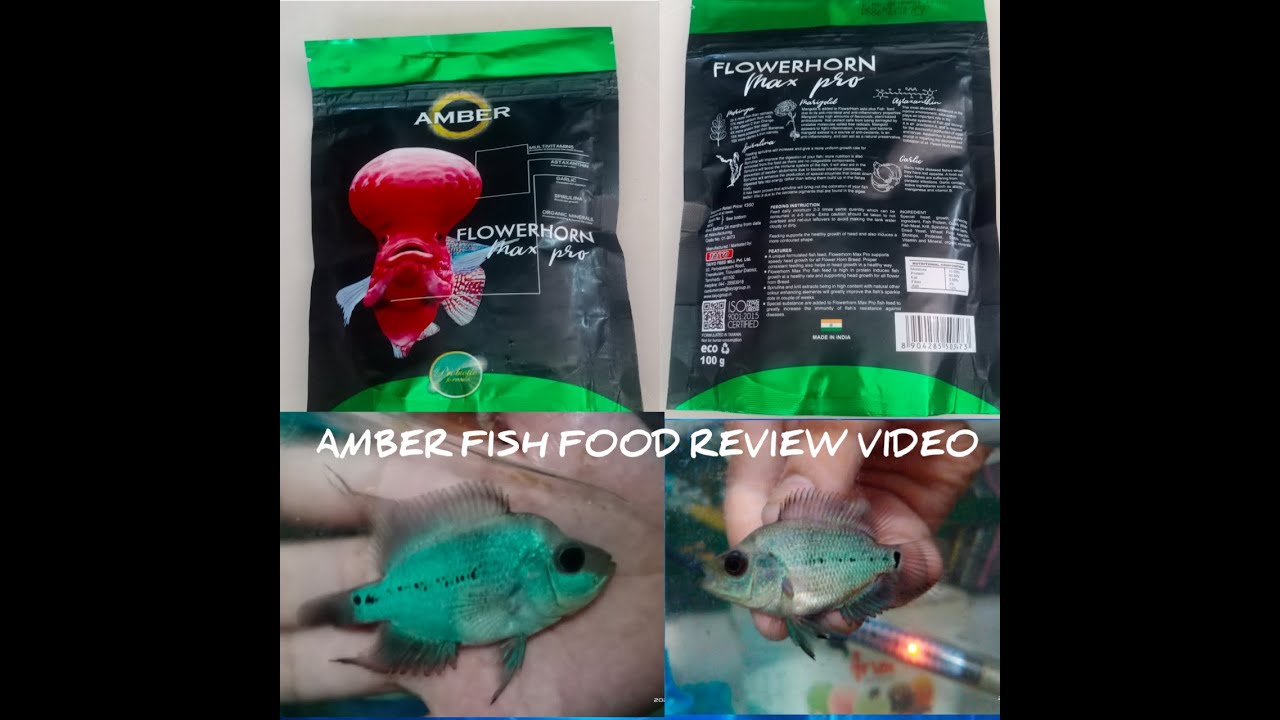AMBER FISH FOOD REVIEW VIDEO YouTube