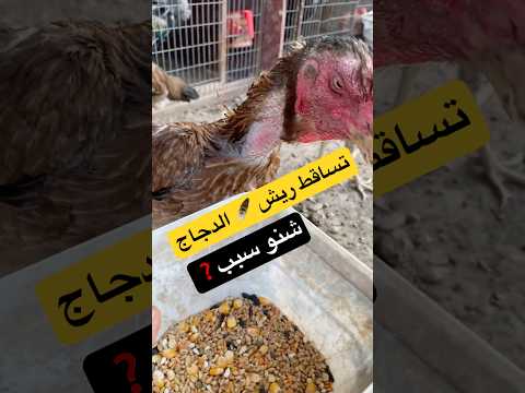 تساقط ريش الدجاج بسبب الحر