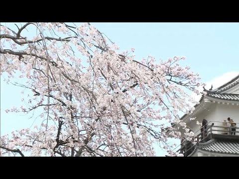 Japonya'da bahar şöleni: Çiçek açma sırası kiraz ağaçlarında