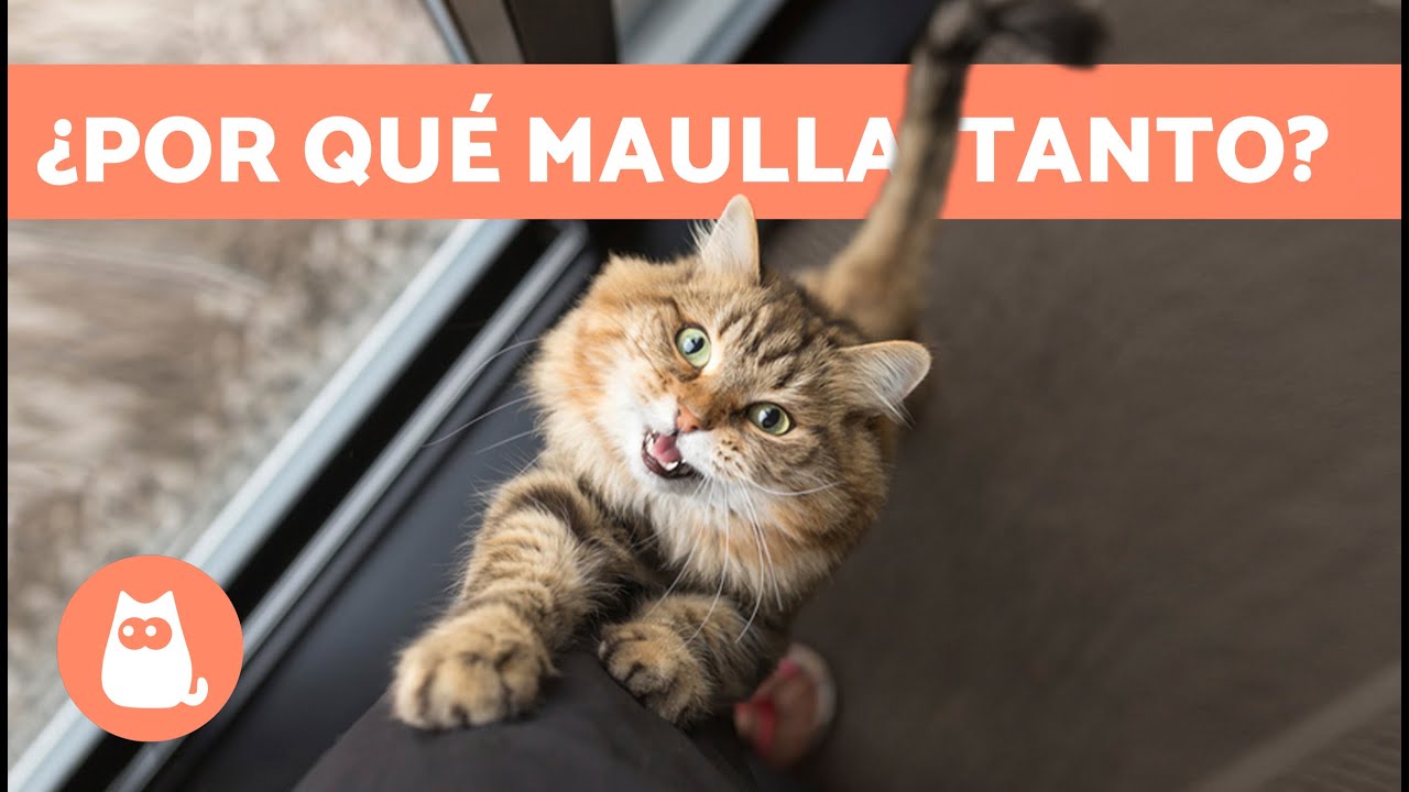 ¿Qué hacer si mi GATO MAÚLLA MUCHO? 🐱🔊 (10 Causas y Soluciones) - YouTube