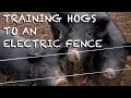 Training and farrowing pen for hogs   the fhc show ep 43