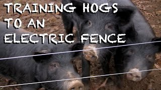 Training and Farrowing Pen for Hogs - The FHC Show, ep 43