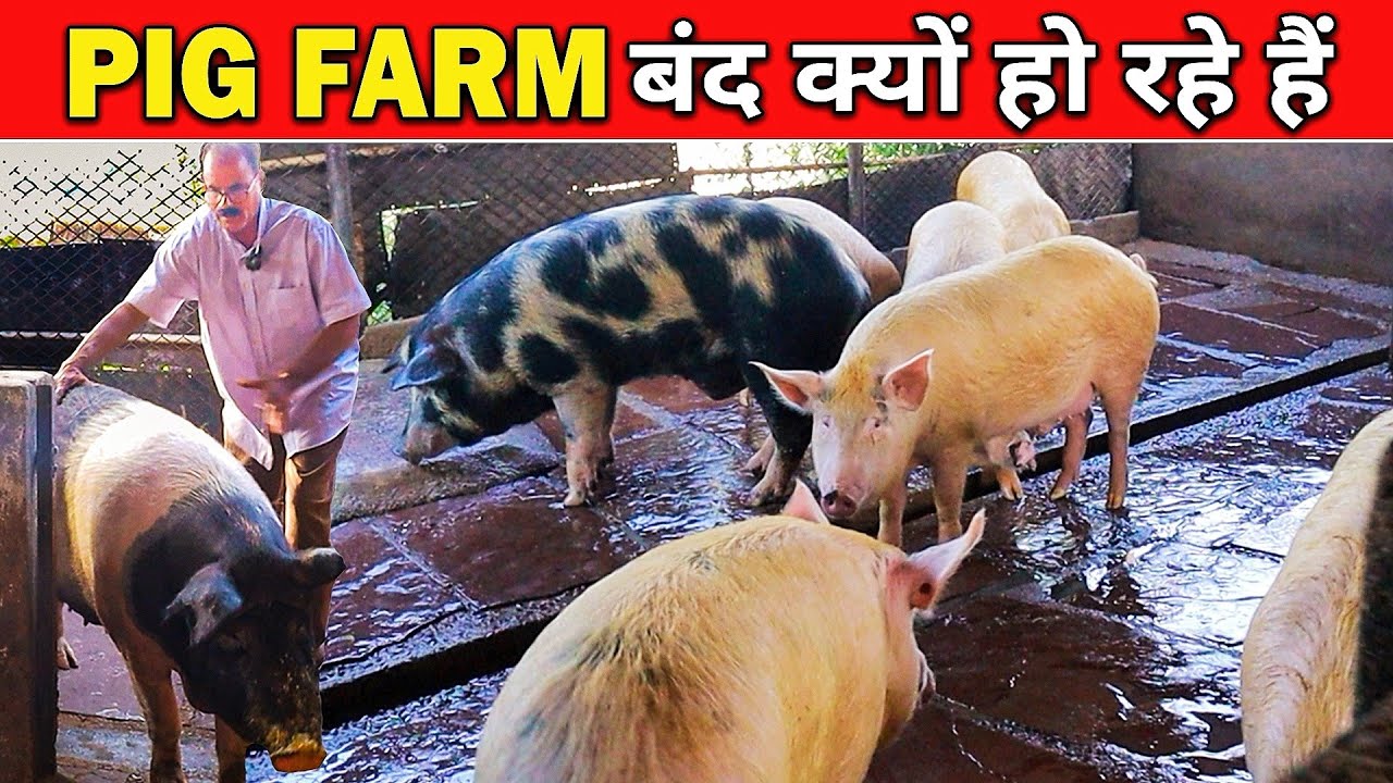 PIG FARMING। सुकर फार्म बंद क्यों हो रहे हैं ?😭।Why Pig Farms Close? #omprakashausar