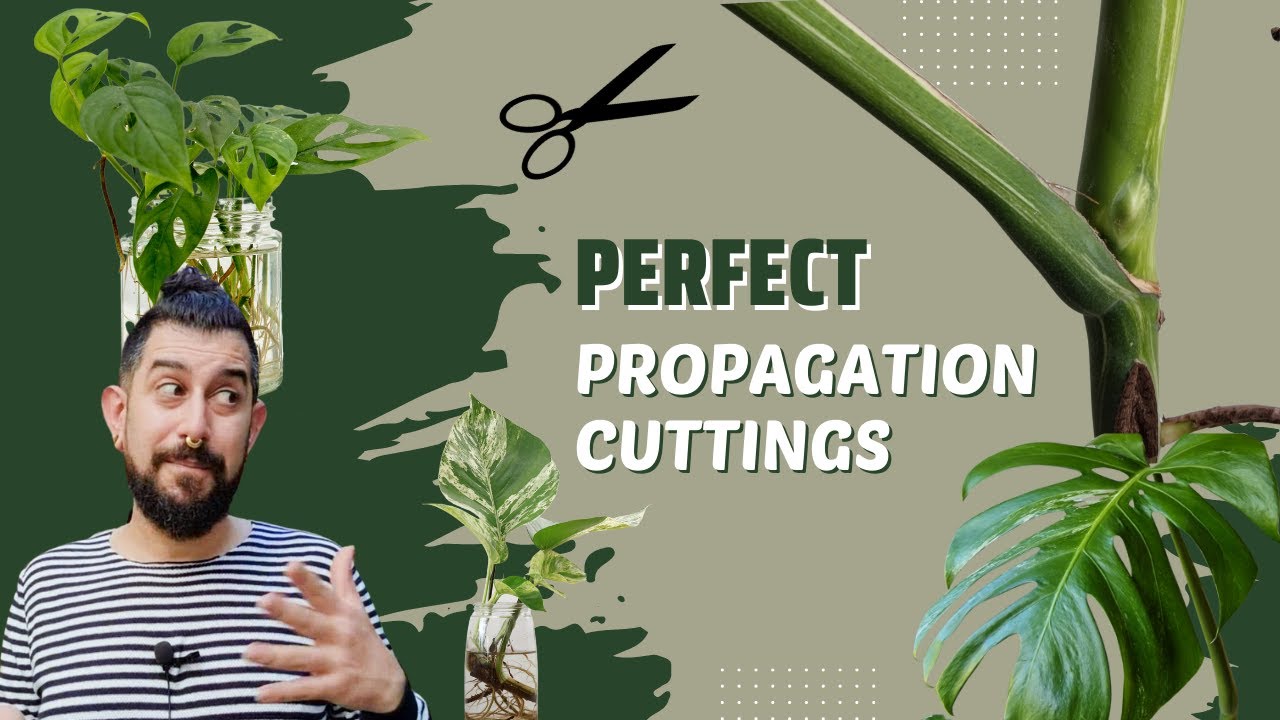 Perfect Propagation Cuttings | Set up for Success | Taking node Cuttings for Propagations