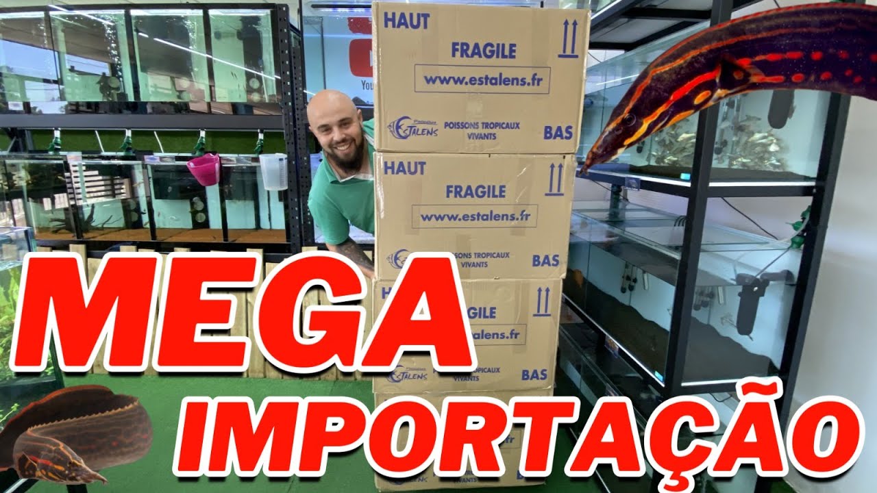 MEGA IMPORTAÇÃO DE PEIXES diretamente para PORTUGAL| Carpas Koi GIGANTES, Fire eel e MUITO MAIS!