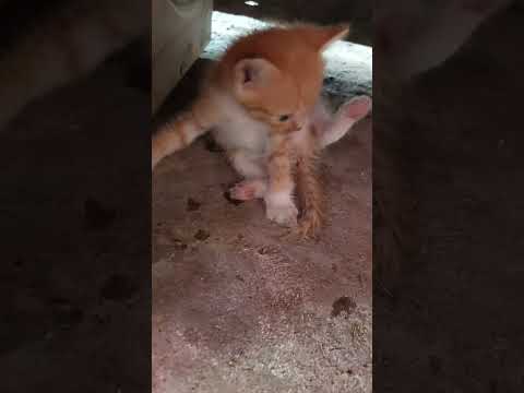 Gemes banget liat kelakuannya si bocil #shorts