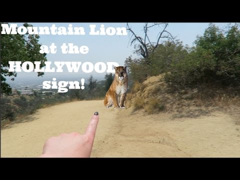 Mountain Lion At The Hollywood Sign -