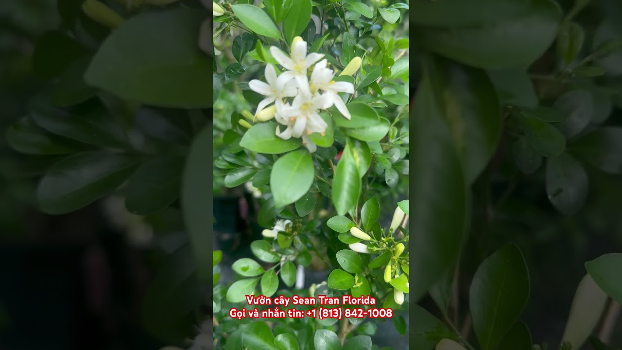 Vườn cây Sean Tran Florida / Hoa Nguyệt Quế Thái 