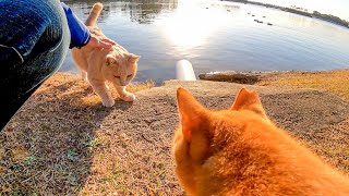池の畔にいた仲良し二人組の野良猫をナデナデしてきた