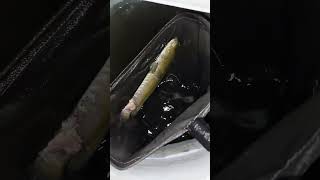 ikan gabus jumbo gua mati#shorts