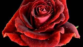 Klip Ten Dedykuje Dla Slawy