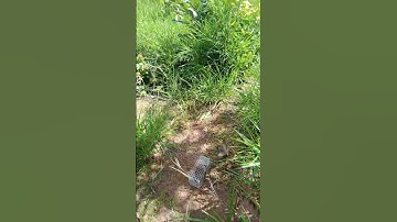 đây là cách bẫy cút rừng