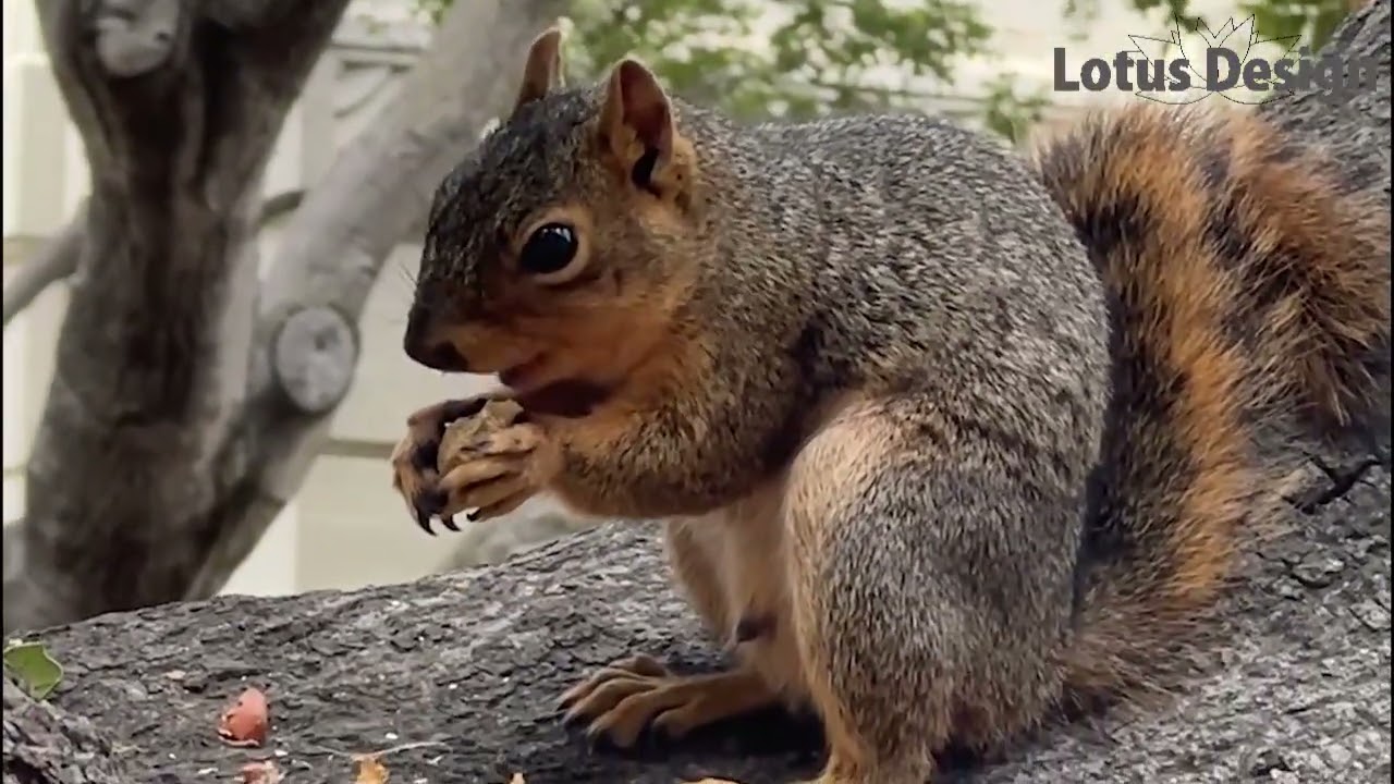 Squirrelリス1920MaxVerrier ベリエ,アールデコマスコット