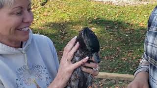 Part 1: One-legged duck gets new prosthetic leg