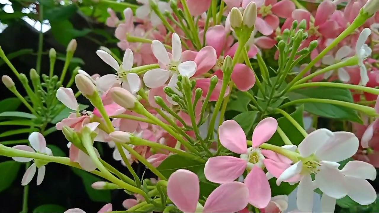 Radha krishna flowers