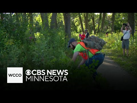 Volunteers work to clear invasive plant at Richfield nature center
