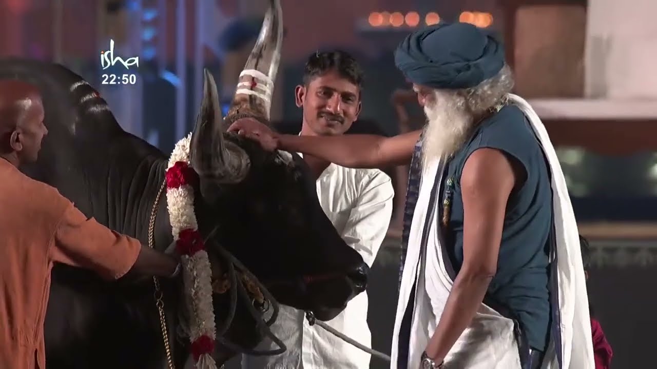 Native Indian breed Bulls at Isha Yoga Centre| kaala- resident Bull of Isha Yoga Centre | MSR 2023