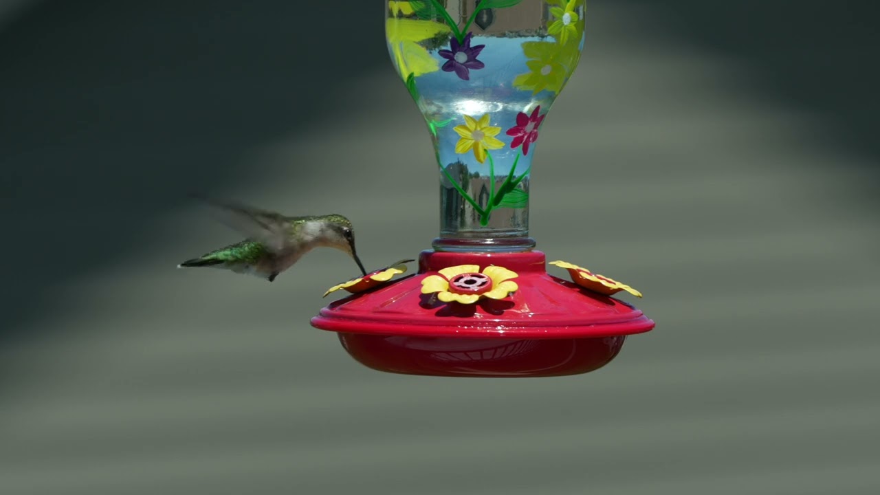 Ruby throated hummingbird