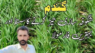 How to make biostimulent from Urea|How to increase tillering in Wheat || Hussnain official 007