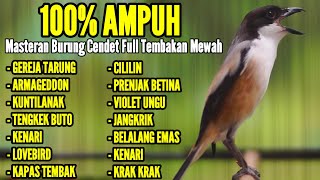 KICAUAN BURUNG CENDET MATERI MEWAH COCOK BUAT MASTERAN CENDET ANDA