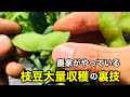 枝豆をたくさん収穫する方法！農家が実践しているコツや食べ時(家庭菜園)