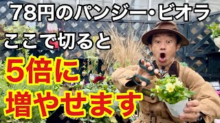 【目からウロコ】安く買ったパンジービオラの賢い育て方教えます　【カーメン君】