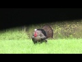 First blind hunter ever to get grand slam on turkeys.  AMAZING Turkey hunt part 4