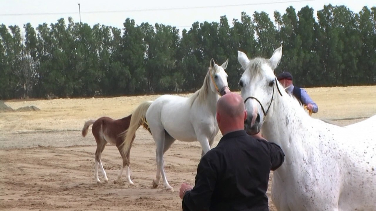 Memories of Bahrain - Part 6 - HRH Prince Mohammed Bin Salman Al Khalifa Stud
