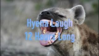 12 Hours Of Hyenas Laughing! | Annoying Sounds