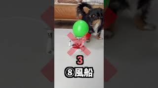 バランス感覚がすごいロボットと弟を勝負させてみた!