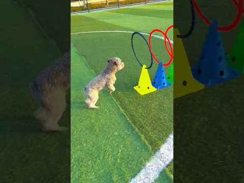 😭 ये देखो छोटू डॉग को ये रेस करना पड़ा भारी!