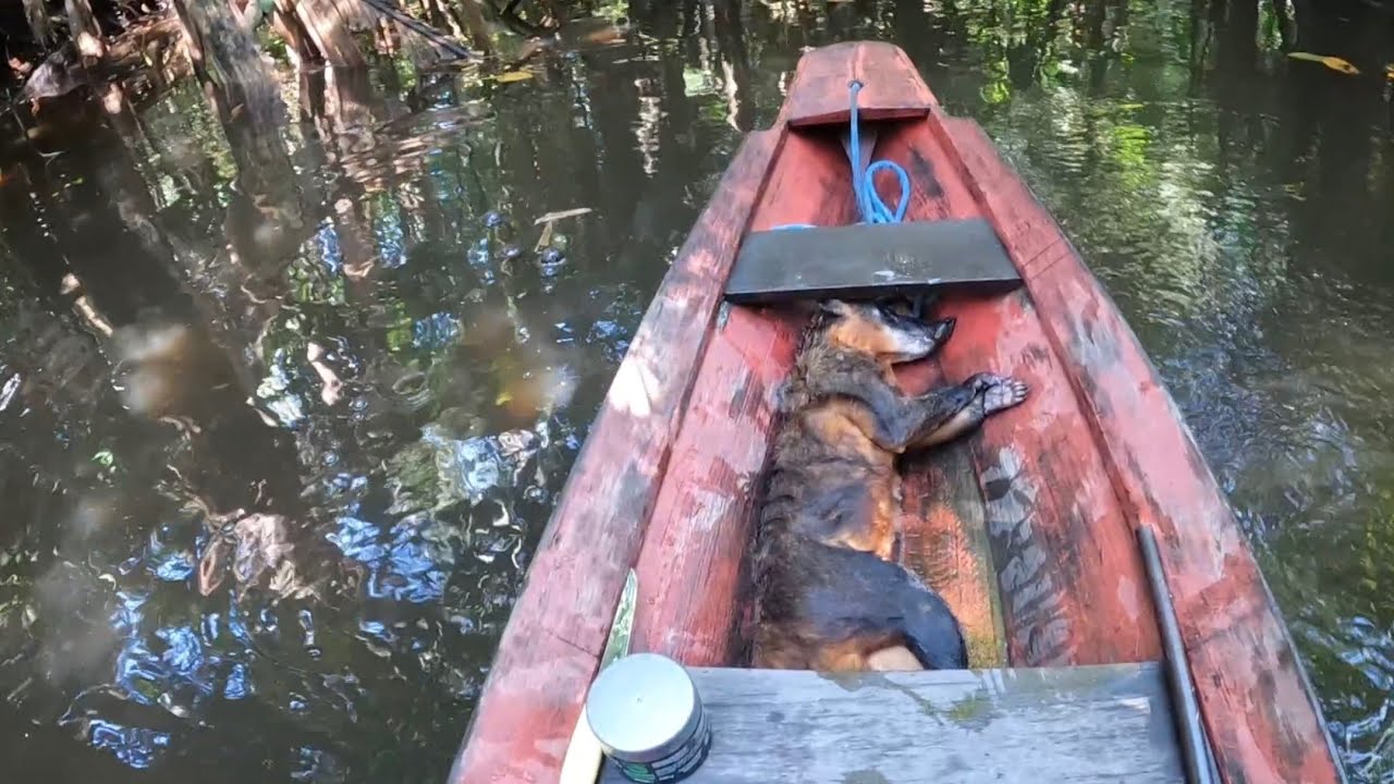 Foi atrás dos porcos, mas acabei perdendo o capado, vejam! Ainda deu um abate 