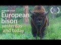 European Bison Bison Bonasus Yesterday And Today European Bison Bison Bonasus Yesterday And Today