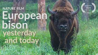 European bison (Bison bonasus) yesterday and today