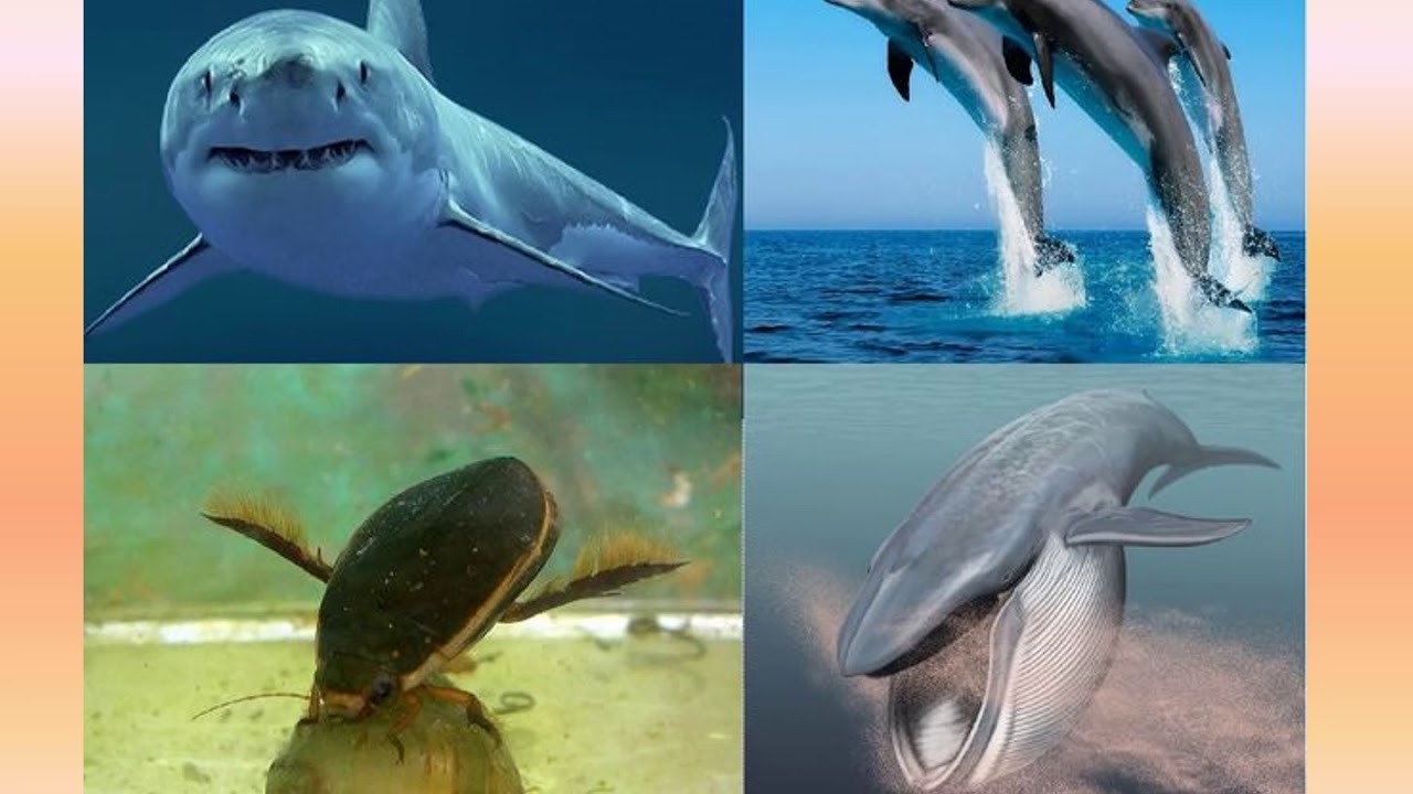 Живые организмы не могут существовать из за. Животные водной среды. Обитатели водной среды обитания. Водные животные примеры. Организмы обитающие в воде.