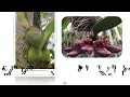 Bulbophyllum, The Root Climbers