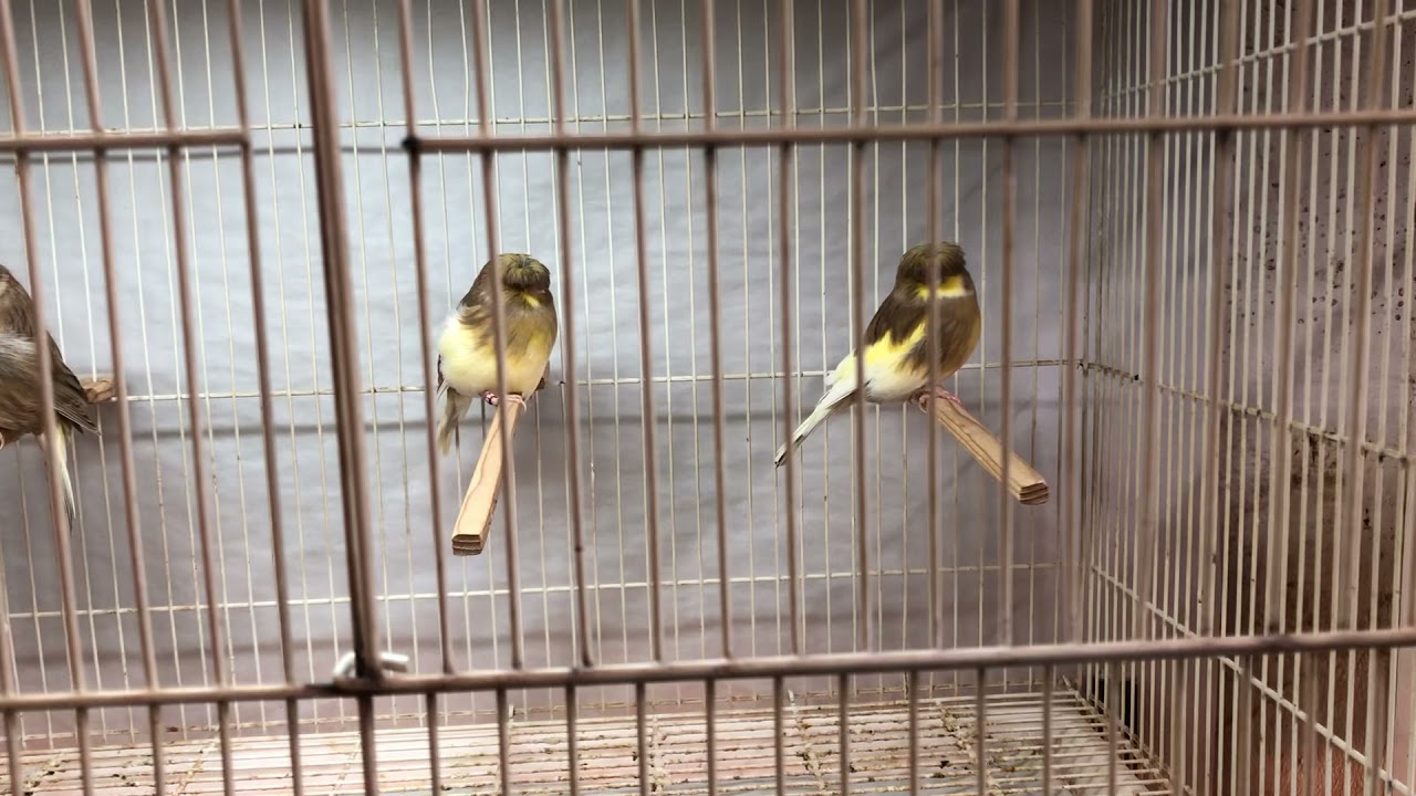 Cinnamon Gloster Corona Hens