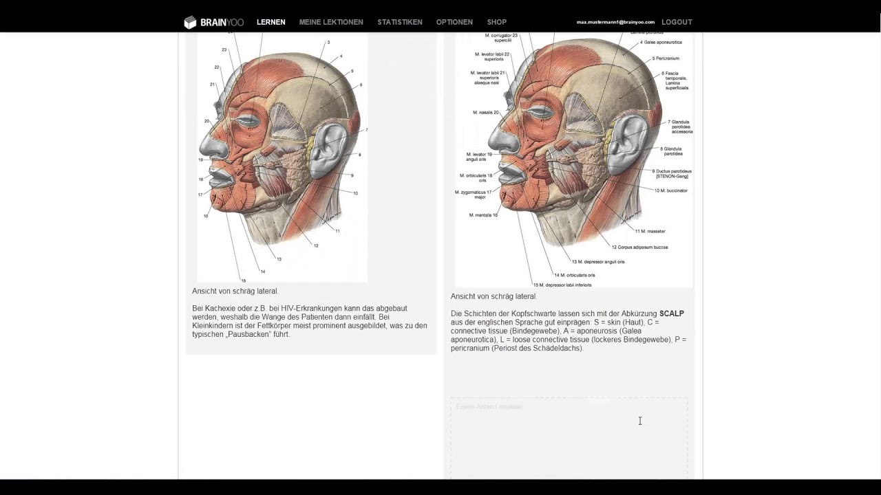 Sobotta Lernkarten-Muskeln - mit BRAINYOO für die Prüfung lernen