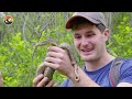 Would You Enter a Snake Infested Forest?