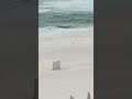 Windy Beach Hijinks: Beachball Rolls, Boogie Board Flops Along | Fun &amp; Laughter |