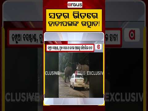 ସହର ଭିତରେ ହାତୀପଲଙ୍କ ଉତ୍ପାତ! | Elephant Terror | Champua News | Man Animal Conflict | Argus News