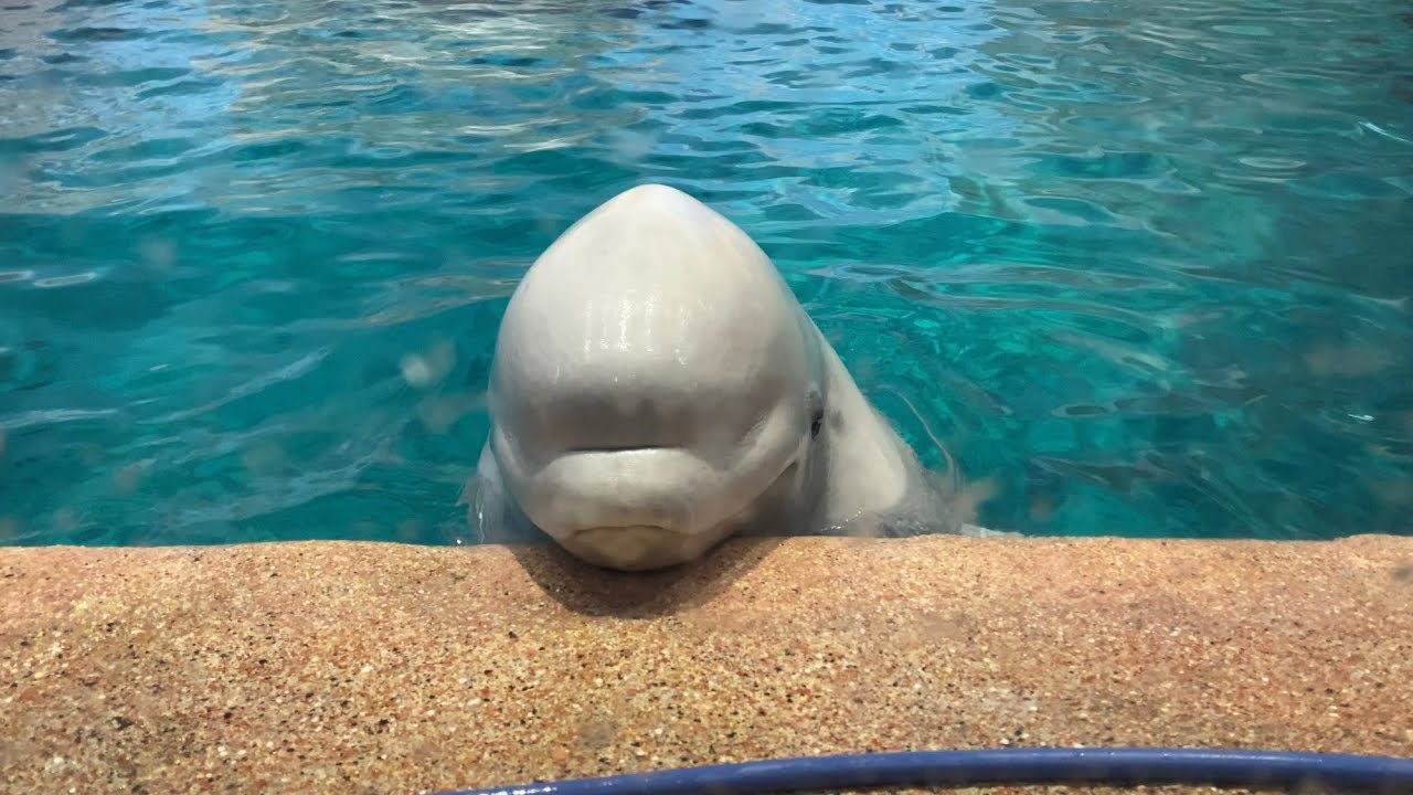 02 24 朝のベルーガプールその2 名古屋港水族館 Youtube