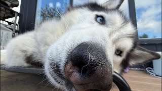 The weather is chill, the Huskies are not. COME HANG OUT WITH THE SIBERIAN DERPSKIES!