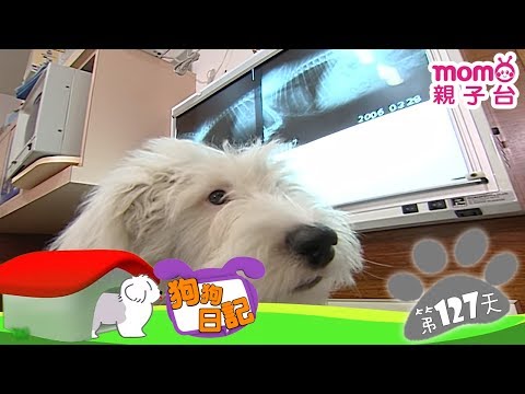 【X光檢查】狗狗日記：誕生第127天 │ momo親子台【官方HD完整版】 - 【X光檢查】狗狗日記：誕生第127天 │ momo親子台【官方HD完整版】