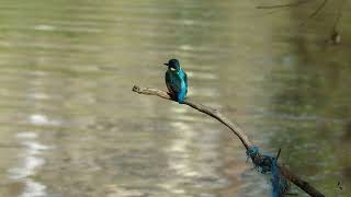 Martín pescador ♂ ad (Alcedo atthis) – Ría de San Martín | Suances, Cantabria