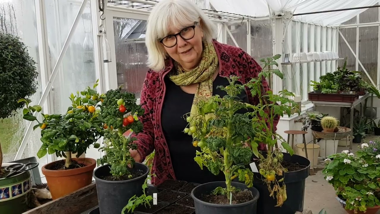 Tomattips 24, Föröka tomat med stickling