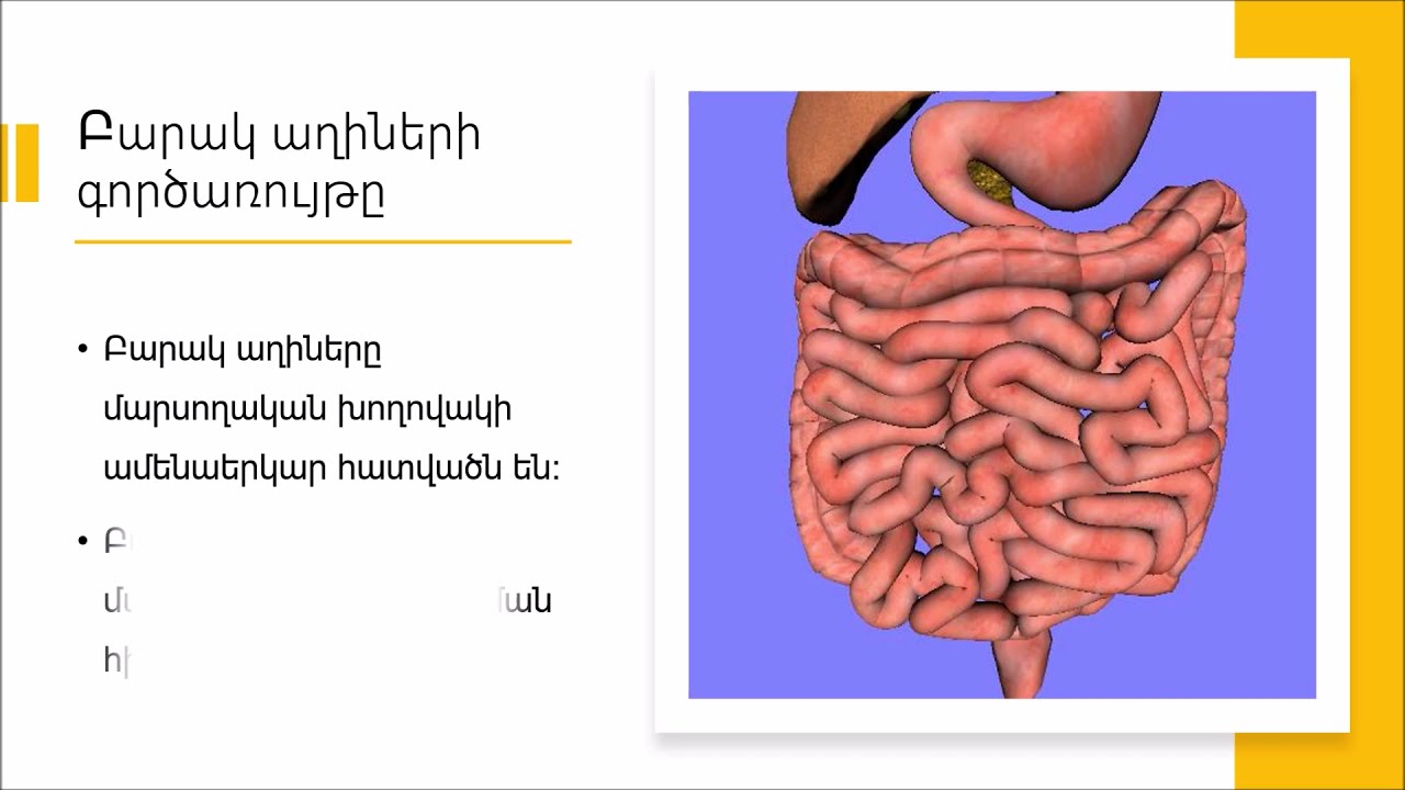 ՄԱՐՍՈՂՈՒԹՅՈՒՆ |  DIGESTION