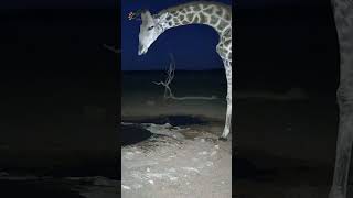 Thirsty Giraffe Stops By before Sunrise