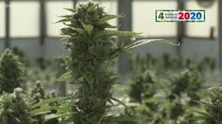What it will take for Arizona to legalize recreational marijuana in 2020